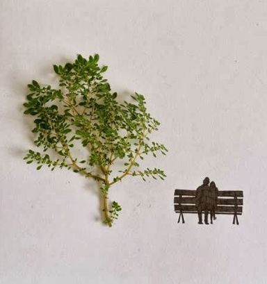 Art Leaf Design
