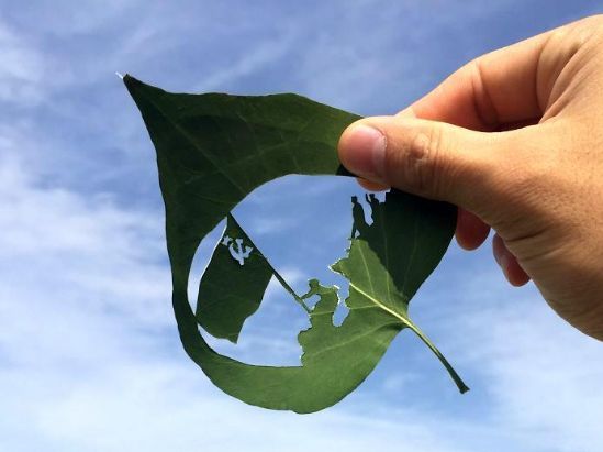 Art Leaf Design