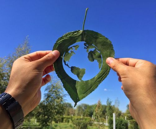 Art Leaf Design