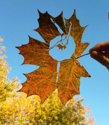 Art Leaf Design