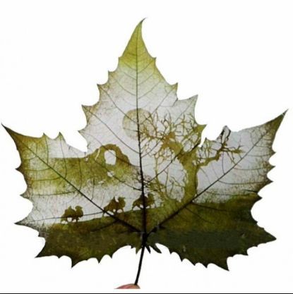Art Leaf Design