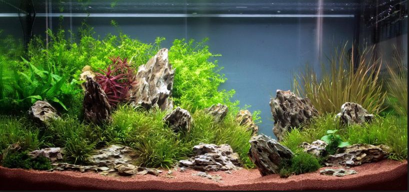 Best Aquarium