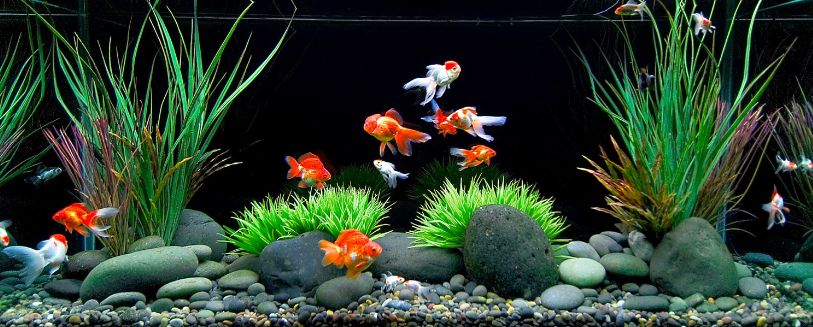 Best Aquarium