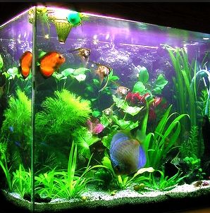 Best Aquarium