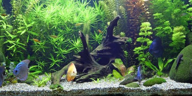 Best Aquarium