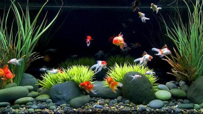 Best Aquarium