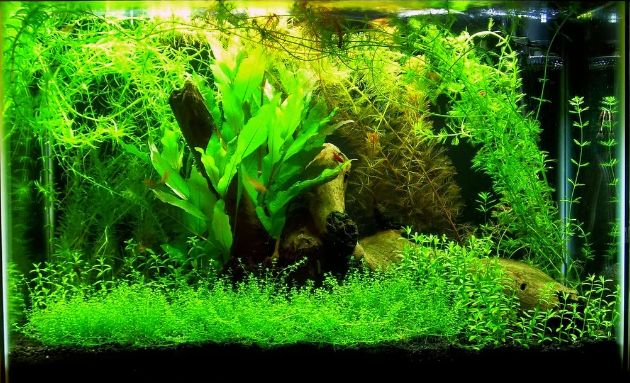 Best Aquarium
