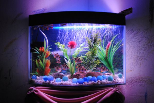 Best Aquarium