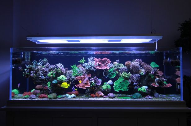 Best Aquarium