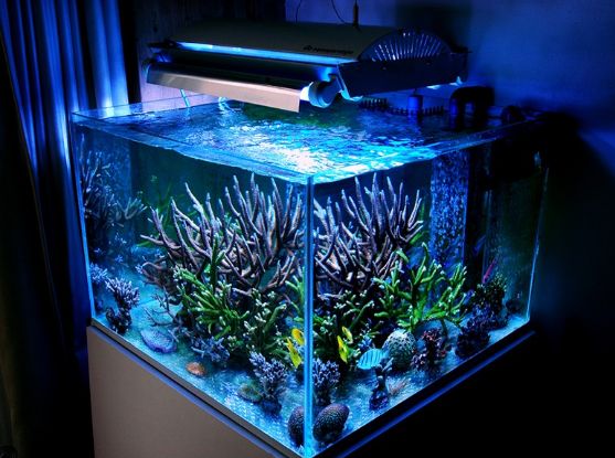 Best Aquarium