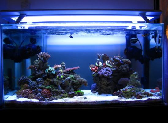 Best Aquarium