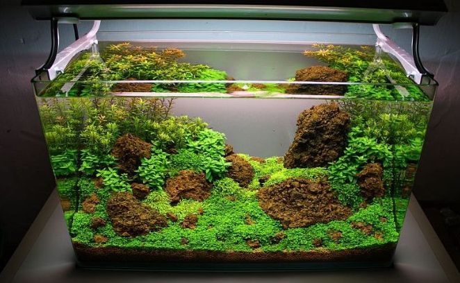 Best Aquarium