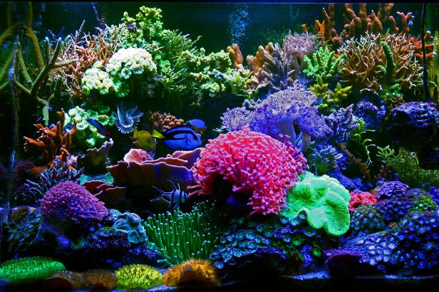 Best Aquarium