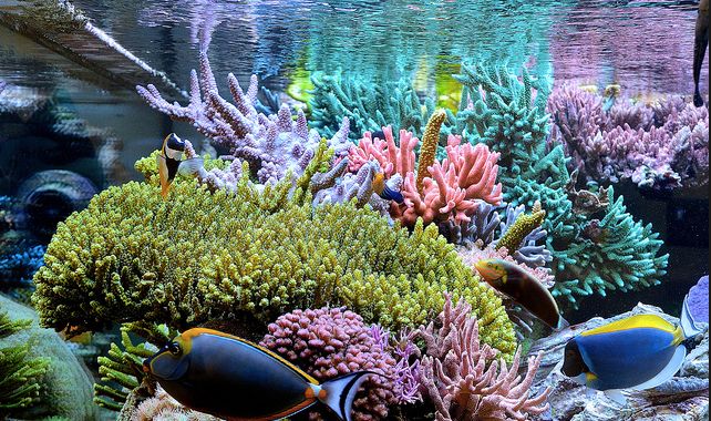 Best Aquarium