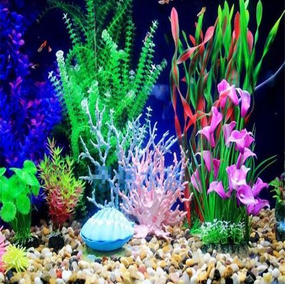 Best Aquarium