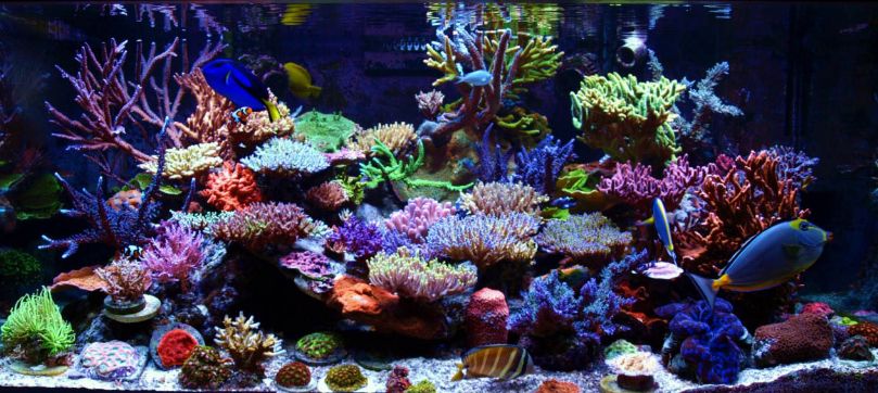 Best Aquarium