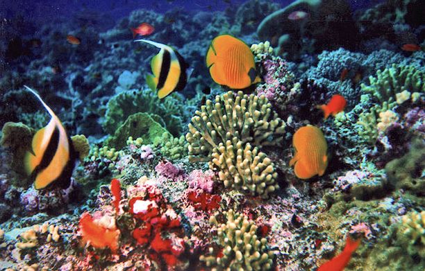 Best Aquarium