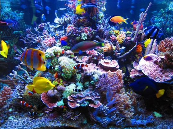 Best Aquarium