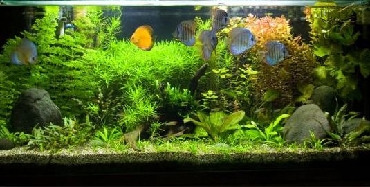 Best Aquarium
