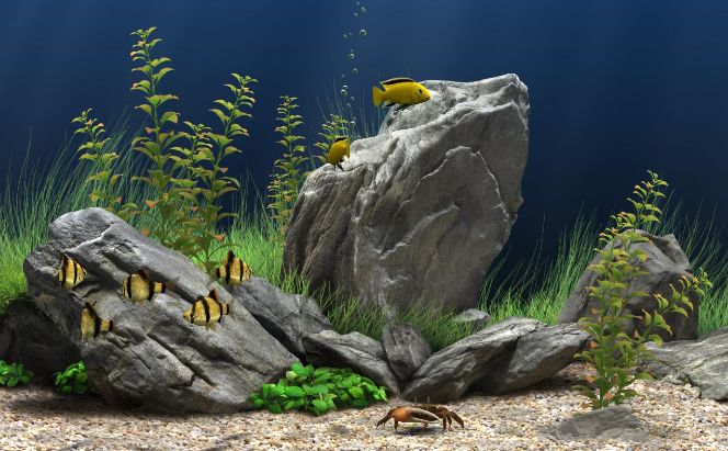 Best Aquarium