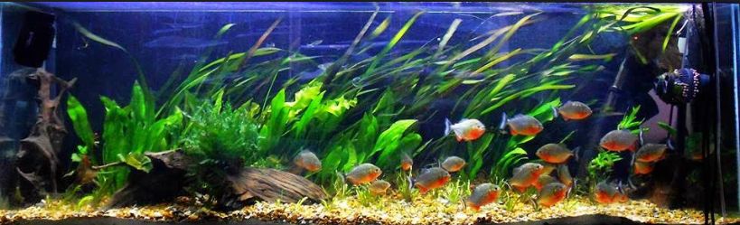 Best Aquarium