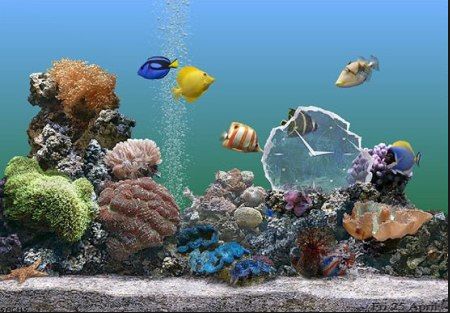 Best Aquarium
