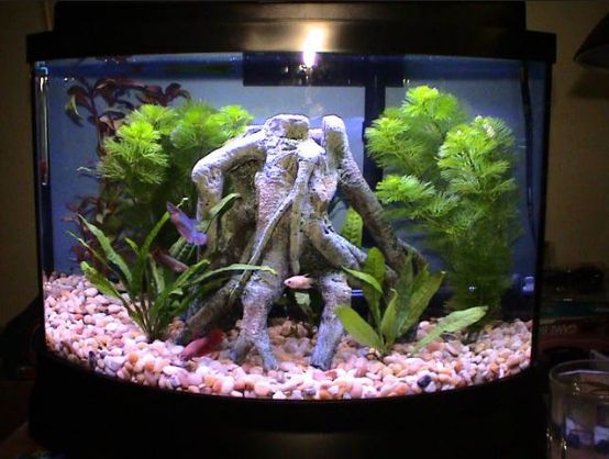 Best Aquarium