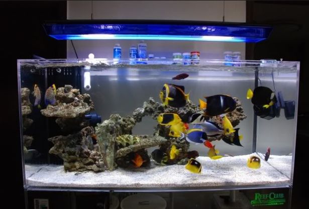 Best Aquarium