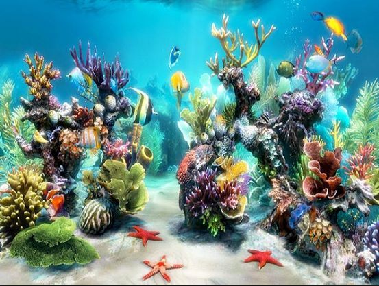 Best Aquarium