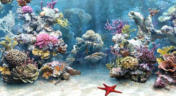 Best Aquarium