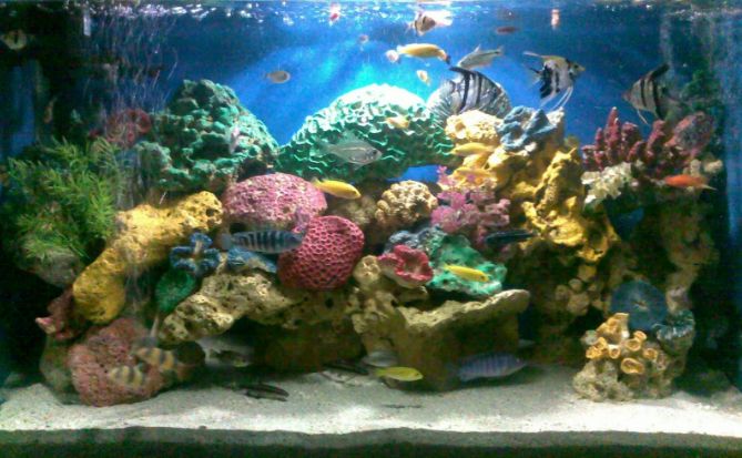 Best Aquarium