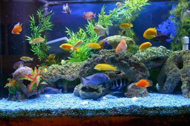 Best Aquarium