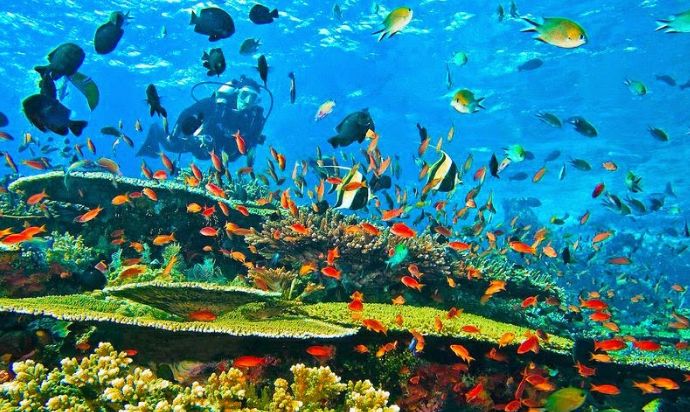 Best Aquarium