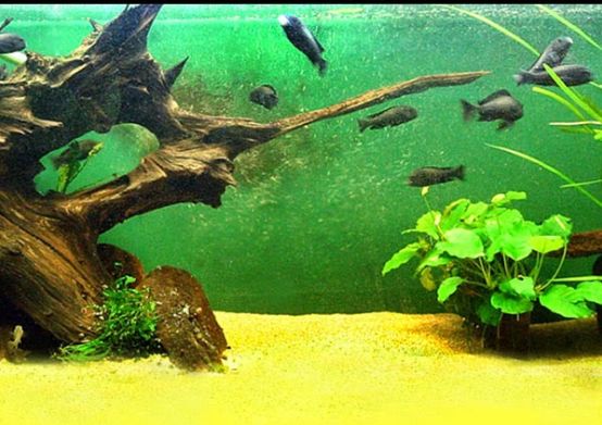 Best Aquarium