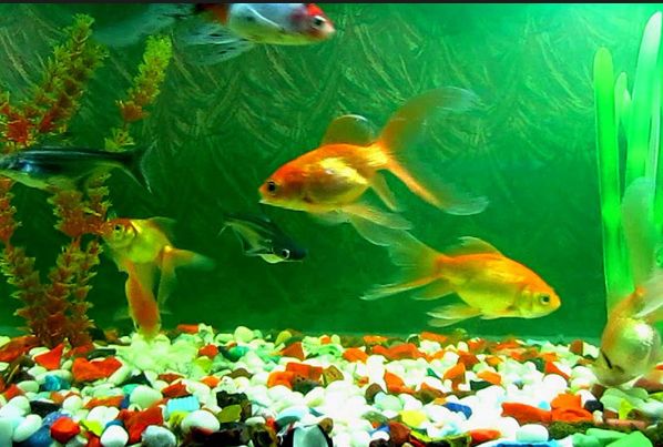 Best Aquarium