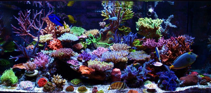 Best Aquarium