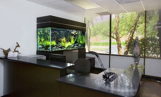 Best Aquarium