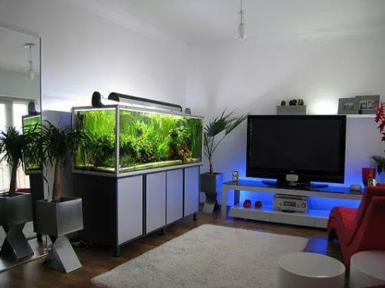 Best Aquarium
