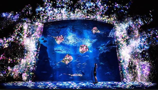 Best Aquarium