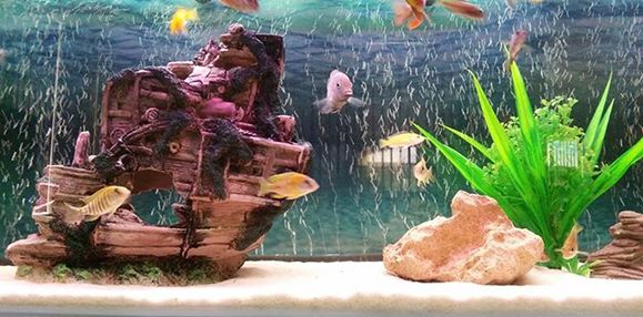 Best Aquarium