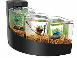 Best Aquarium