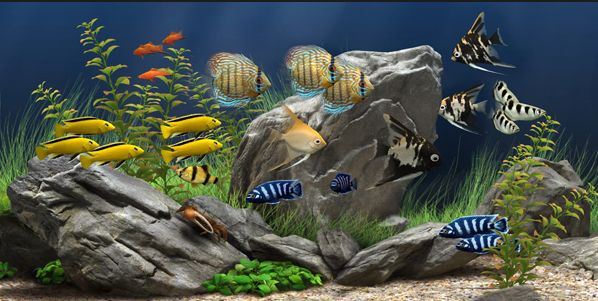 Best Aquarium