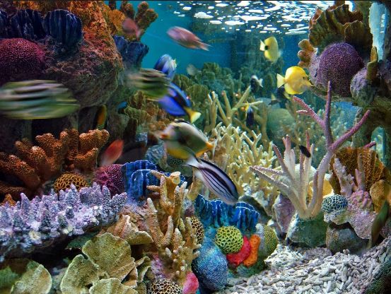 Best Aquarium