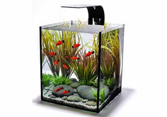 Best Aquarium
