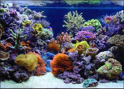 Best Aquarium