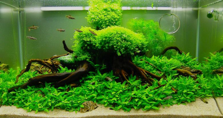 Best Aquarium