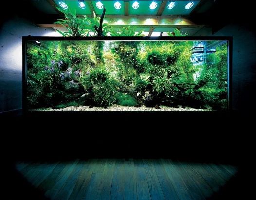Best Aquarium