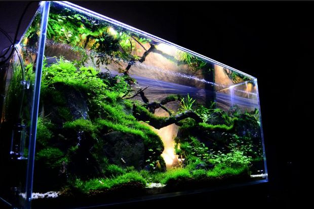 Best Aquarium