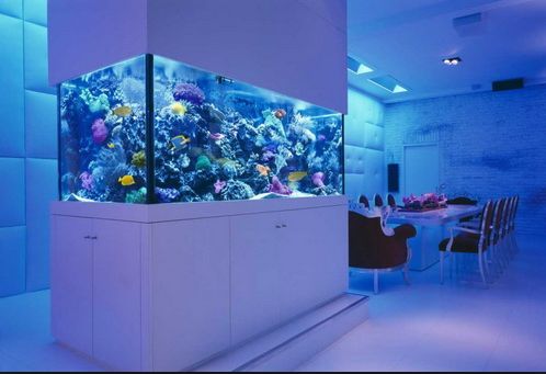 Best Aquarium