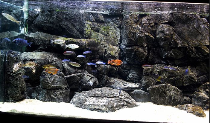 Best Aquarium